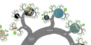 OneZoom