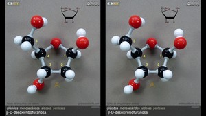 beta-D-desoxirribofuranosa beta-D-desoxirribofuranosa