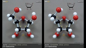 beta-D-ribofuranosa beta-D-ribofuranosa