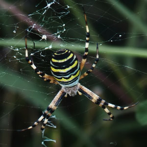 Clase Arachnida