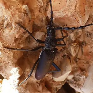 Cerambyx welensii macho