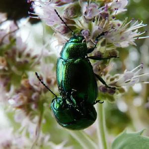 Clase Insecta