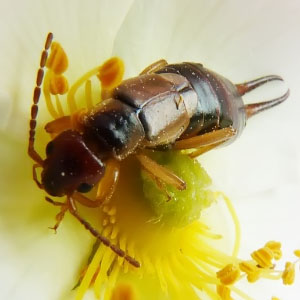 Forficula auricularia