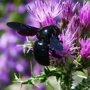 Orden Hymenoptera