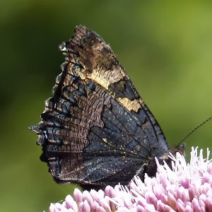 Aglais urticae