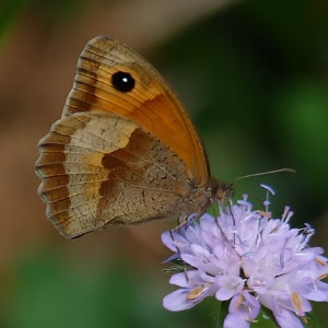 Reino Animalia