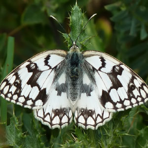 Orden Lepidoptera