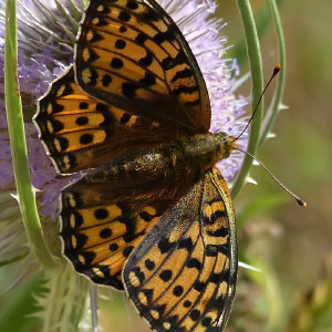 Mesoacidalia aglaja