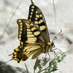 Papilio machaon