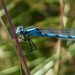 Coenagrion puella macho