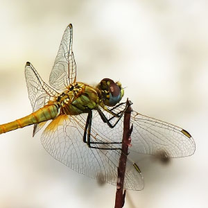 Orden Odonata