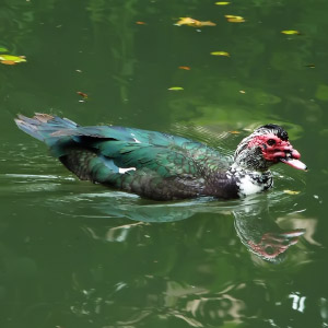 Cairina moschata subsp. domestica macho