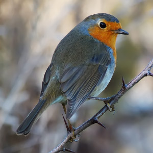 Clase Aves