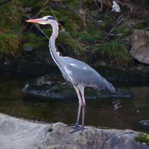 Ardea cinerea
