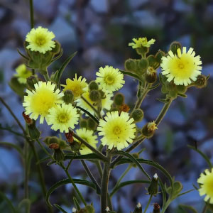 Andryala integrifolia