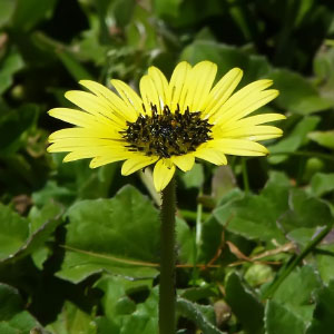 Arctotheca calendula