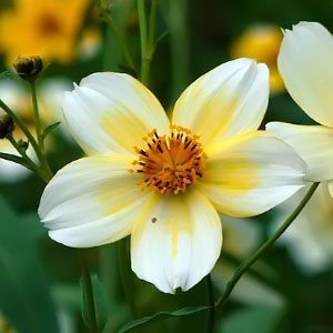 Bidens aurea