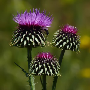 Carduus nutans