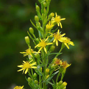 Dittrichia viscosa