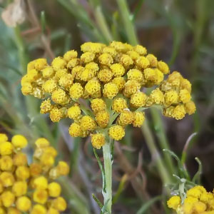 Helichrysum italicum subsp. serotinum