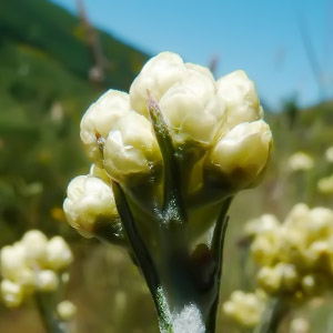 Helichrysum stoechas