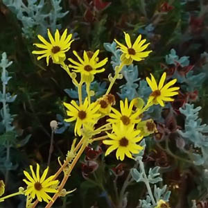Jacobaea vulgaris