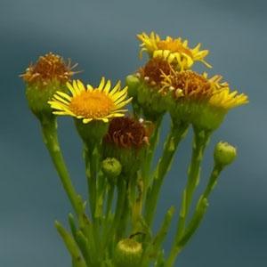 Clado Angiospermae