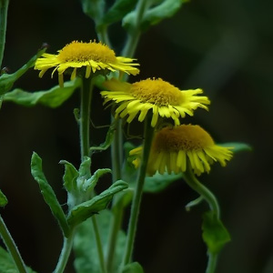 Pulicaria dysenterica