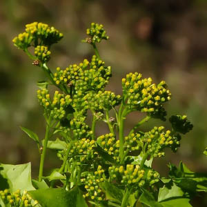 Senecio mikanoides