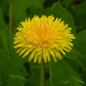 Taraxacum officinale