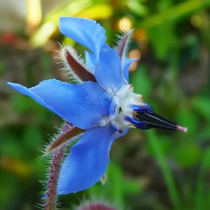 Borago officinalis