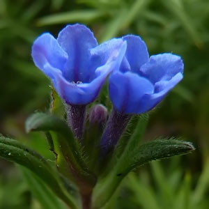 Lithodora prostrata