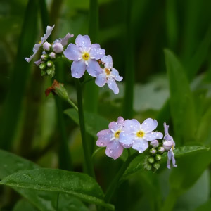 Reino Plantae