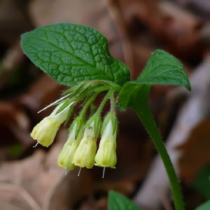 Symphytum tuberosum