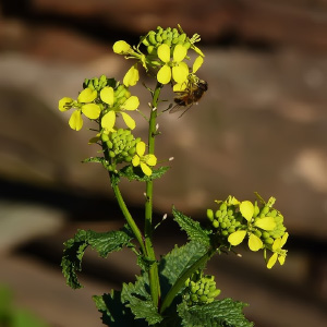 Sinapis alba