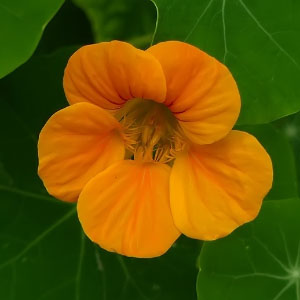 Tropaeolum majus