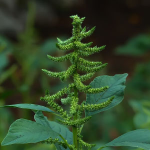 Amaranthus hybridus