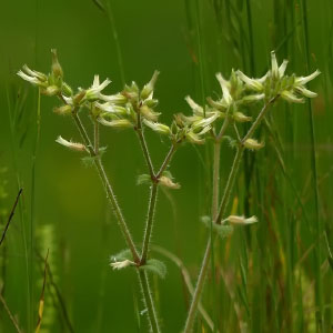 Cerastium fontanum