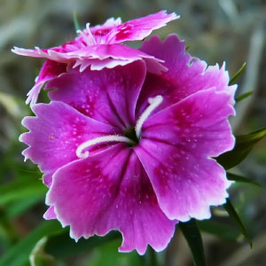 Dianthus barbatus