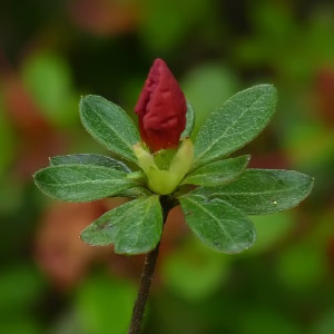 Rhododendron ferrugineum