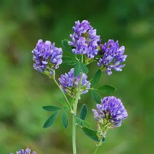Medicago sativa