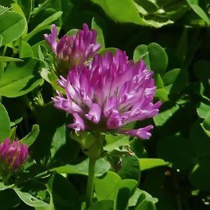 Trifolium pratense