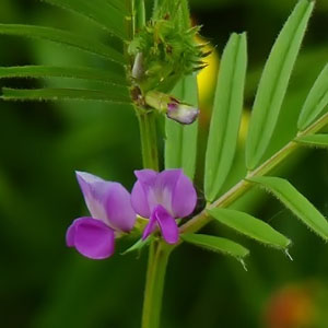 Vicia angustifolia