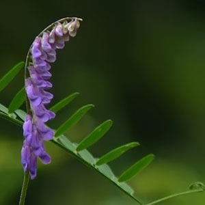 Vicia cracca