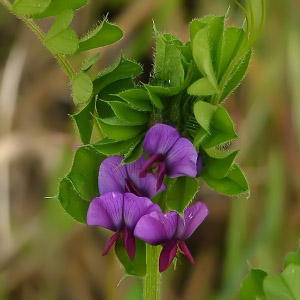 Vicia sativa