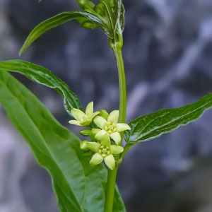 Vincetoxicum hirundinaria