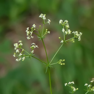 Galium mollugo