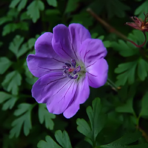 Geranium sanguineum