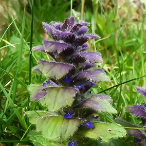 Clado Eudicots