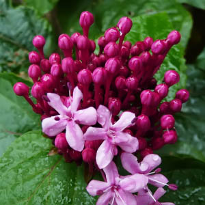 Clerodendrum bungei